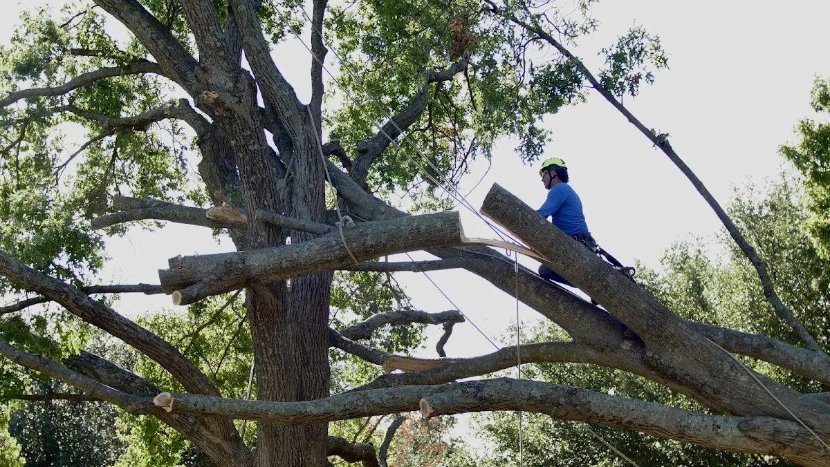 Professional Hazardous Tree Removal performed by certified arborists in Cottageville